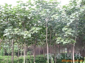 專業(yè)綠化工程解決方案——江蘇沭陽縣新宇花木園藝場產(chǎn)品供應(yīng)