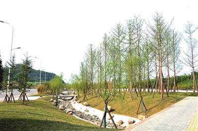 都梁新區(qū)沿福德大道段綠化工程預(yù)計(jì)4月建成投用，打造生態(tài)宜居新畫(huà)卷